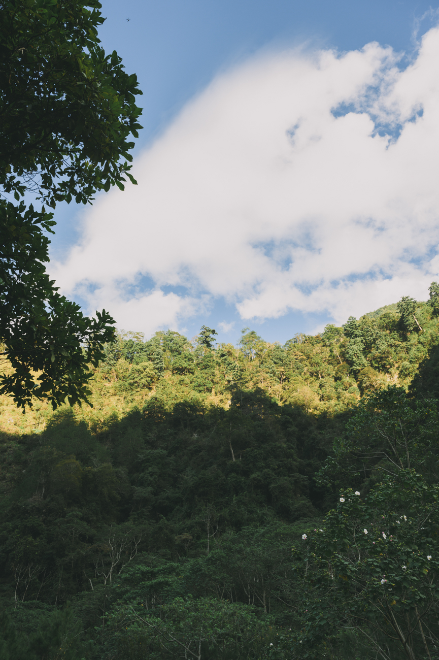 basianshan-spring-tea-tds-web-74