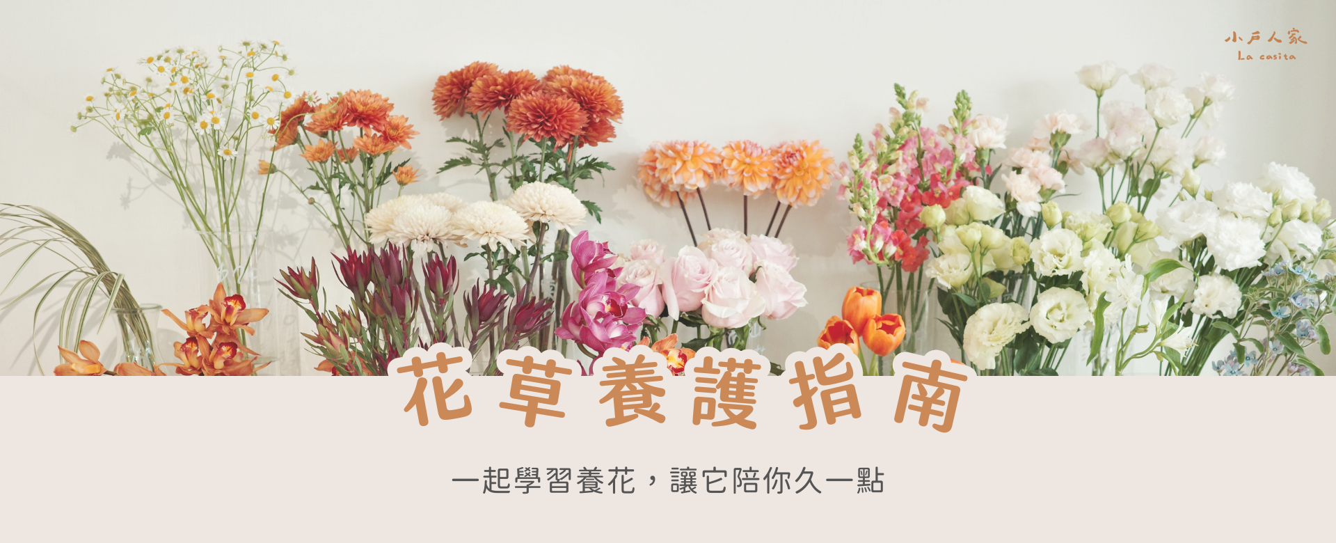 小戶人家｜花草養護指南