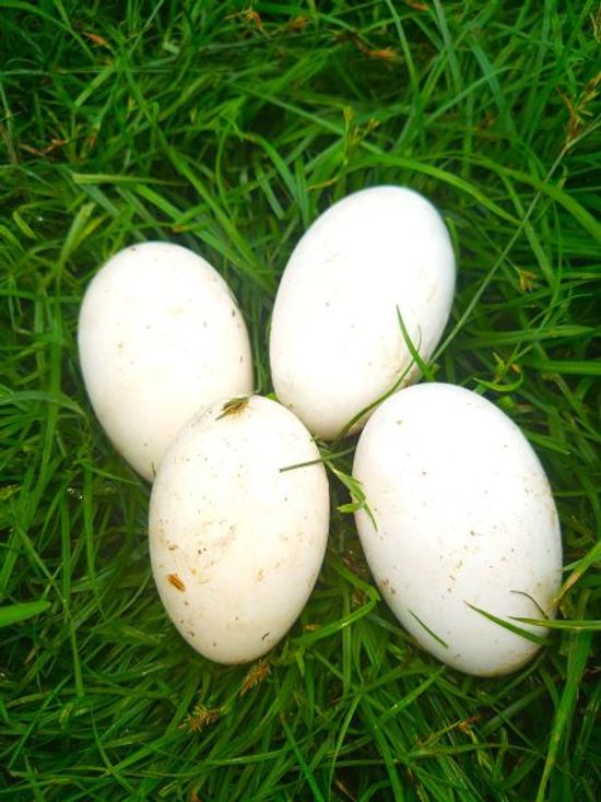 鵝蛋  Goose Eggs  | 御鵝園