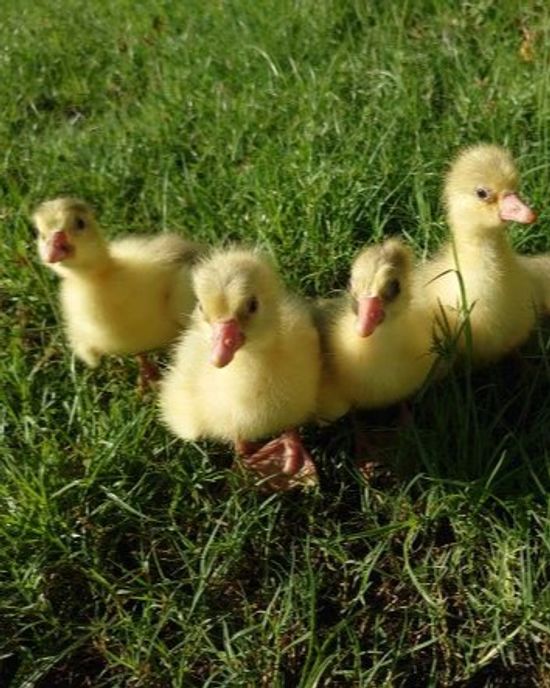 一日齡小鵝  One-day Goslings | 御鵝園