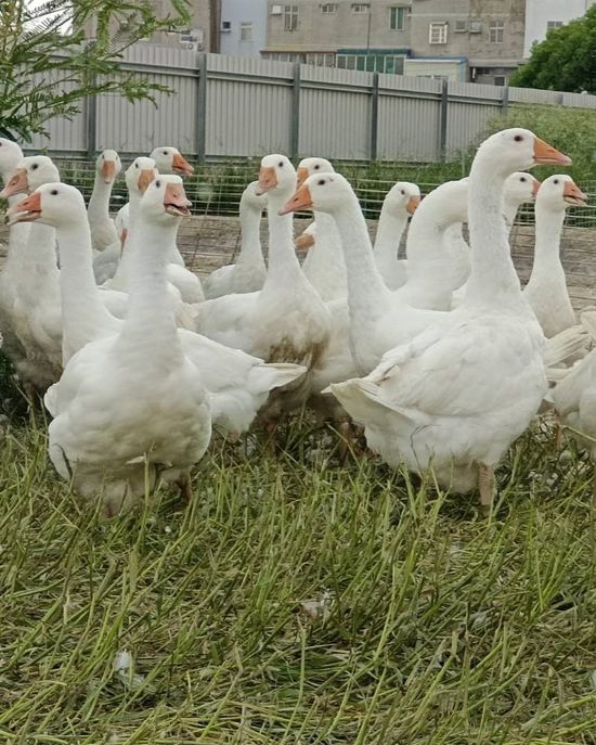 肉鵝  Goose Broilers  | 御鵝園