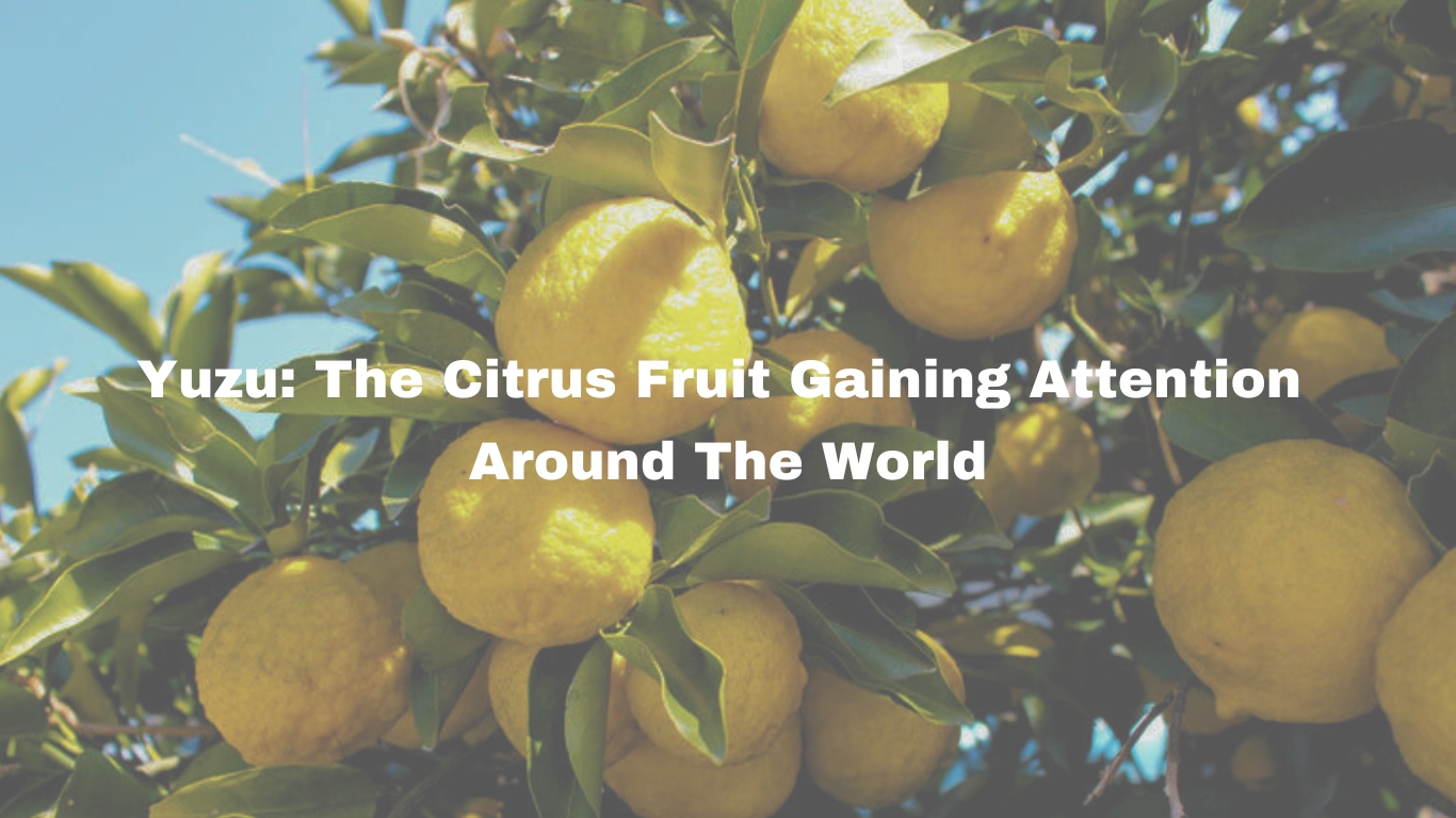 Yuzu The Citrus Fruit Gaining Attention Around The World