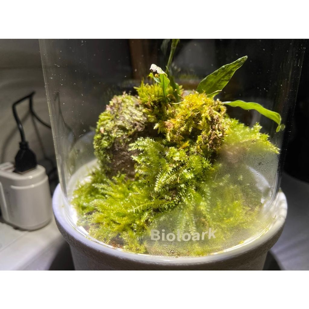 tw-11134207-7rasa-m6bau0n1090816