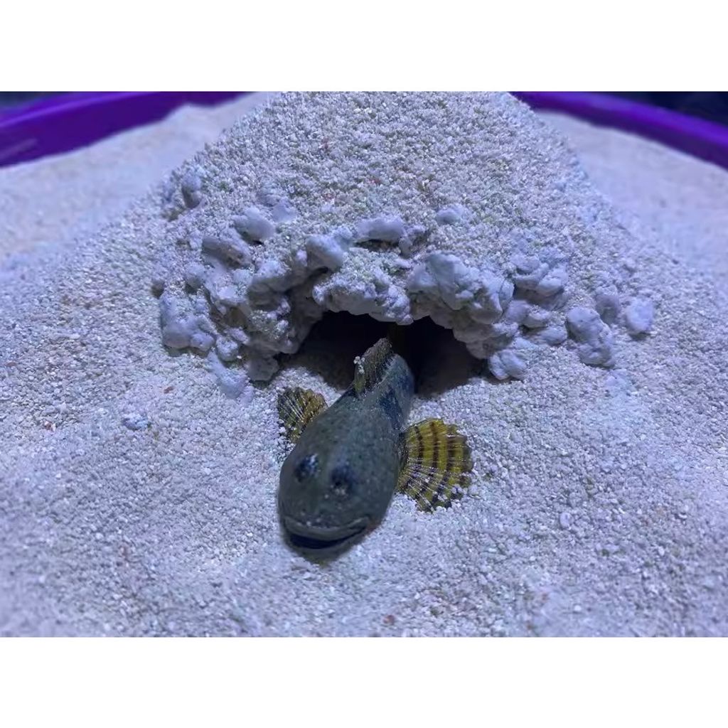 tw-11134207-7r98s-lsvcn6r8lurs6f