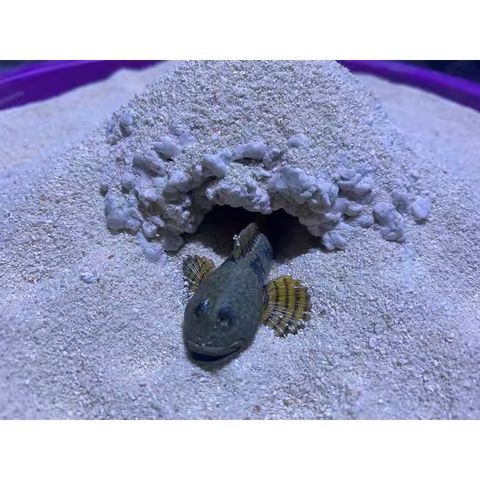 tw-11134207-7r98s-lsvcn6r8lurs6f