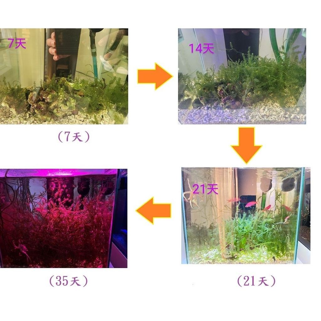 sg-11134201-7rblu-lnze8f60pli624