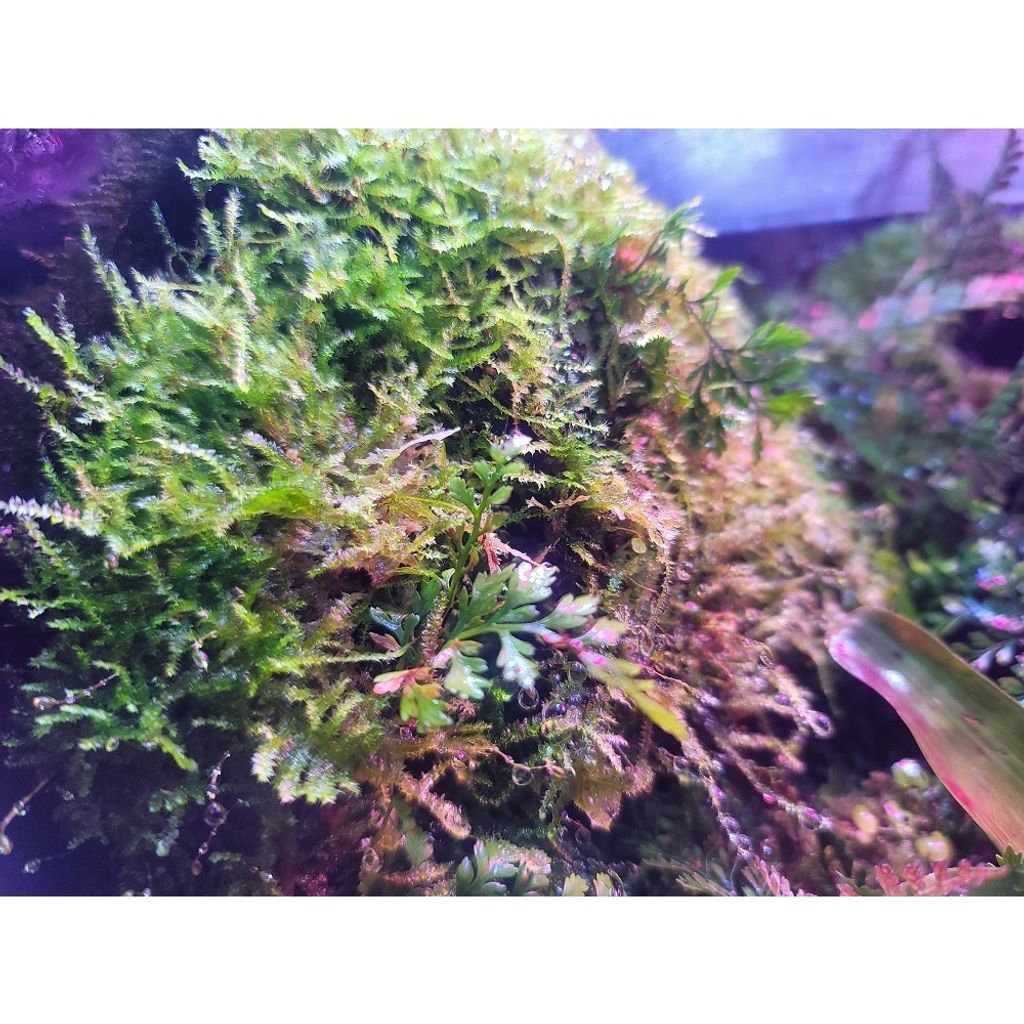 ba1e889c8e3fa33bd3f39255938be27b