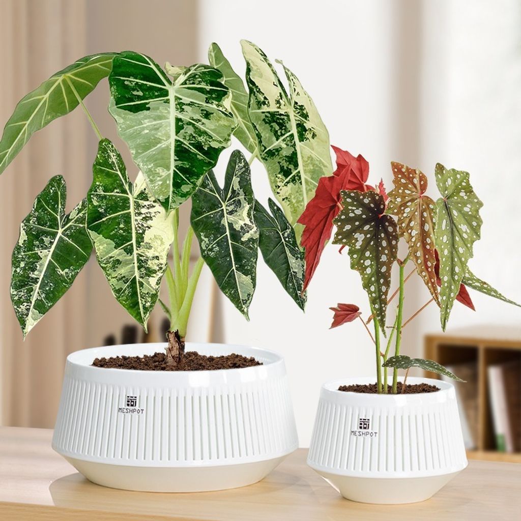 tw-11134207-81ztm-mf6ps33davpk7f