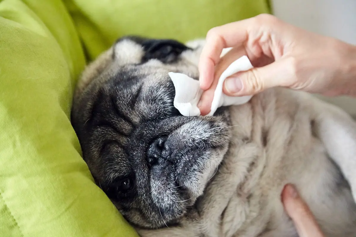 For Furry Friends: 6 Common Pet Issues That P.A.W.S Tackles