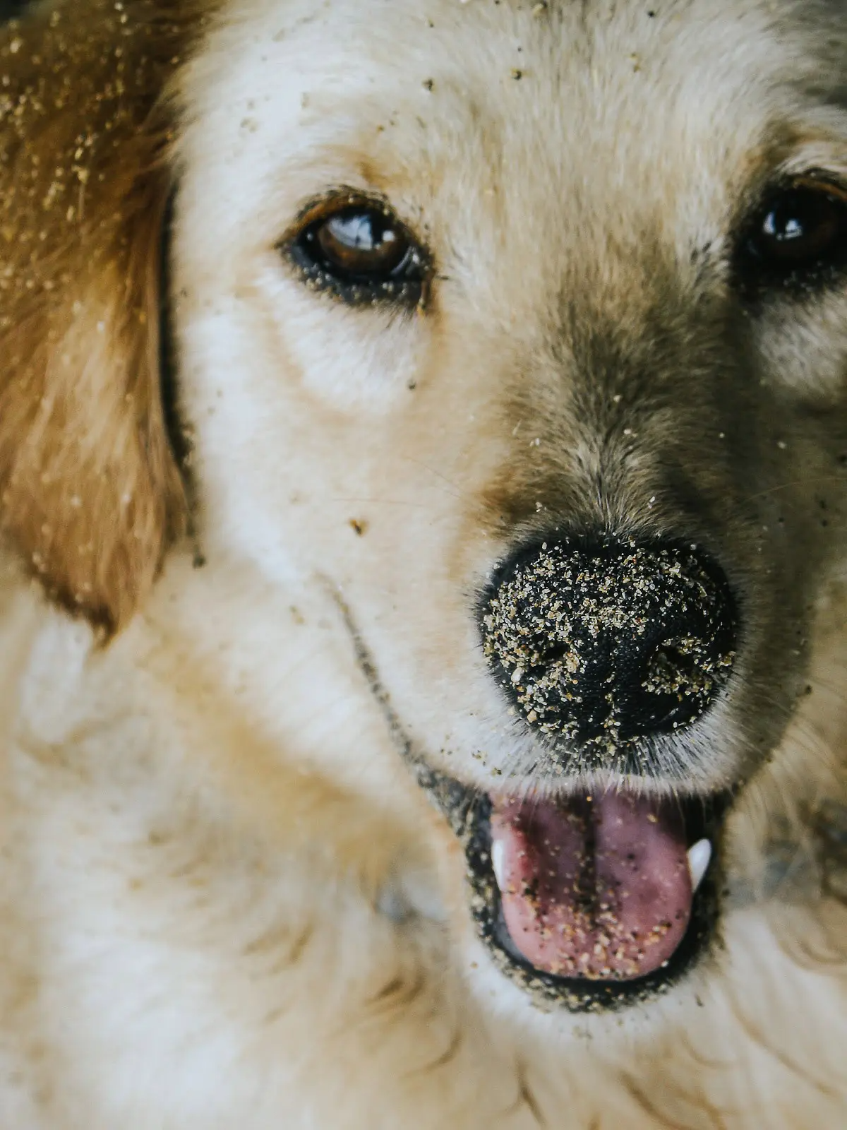For Furry Friends: 6 Common Pet Issues That P.A.W.S Tackles