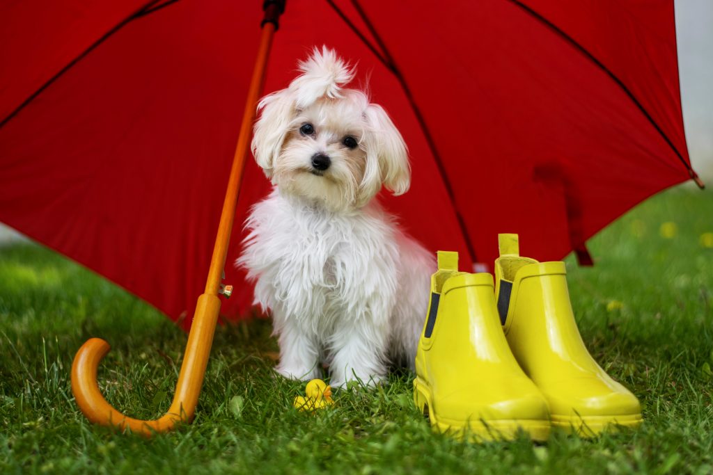 The Impact Of The Rainy Season On Your Pet's Skin