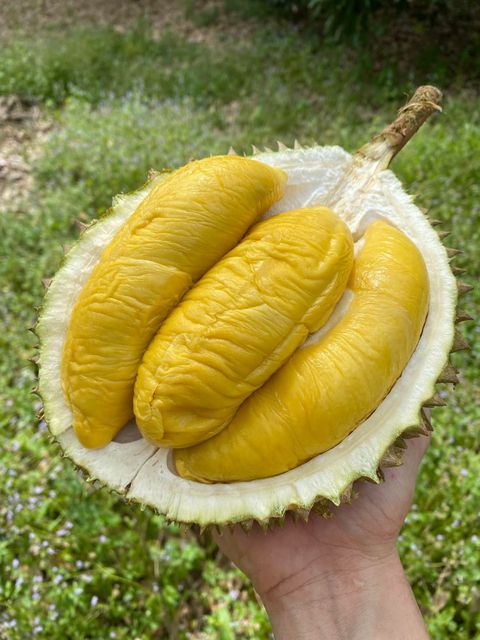 IMG_9883-1735301137114