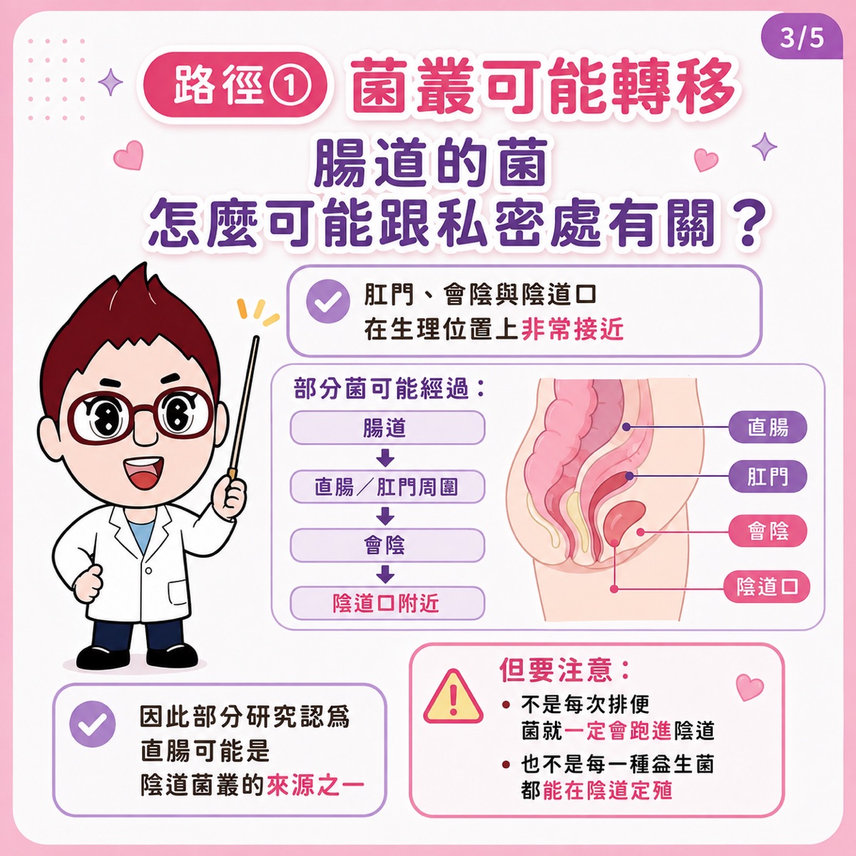 信男藥局藥師衛教圖表:益生菌影響私密處的可能路徑之一是「菌叢轉移」——肛門、會陰與陰道口在生理位置上非常接近