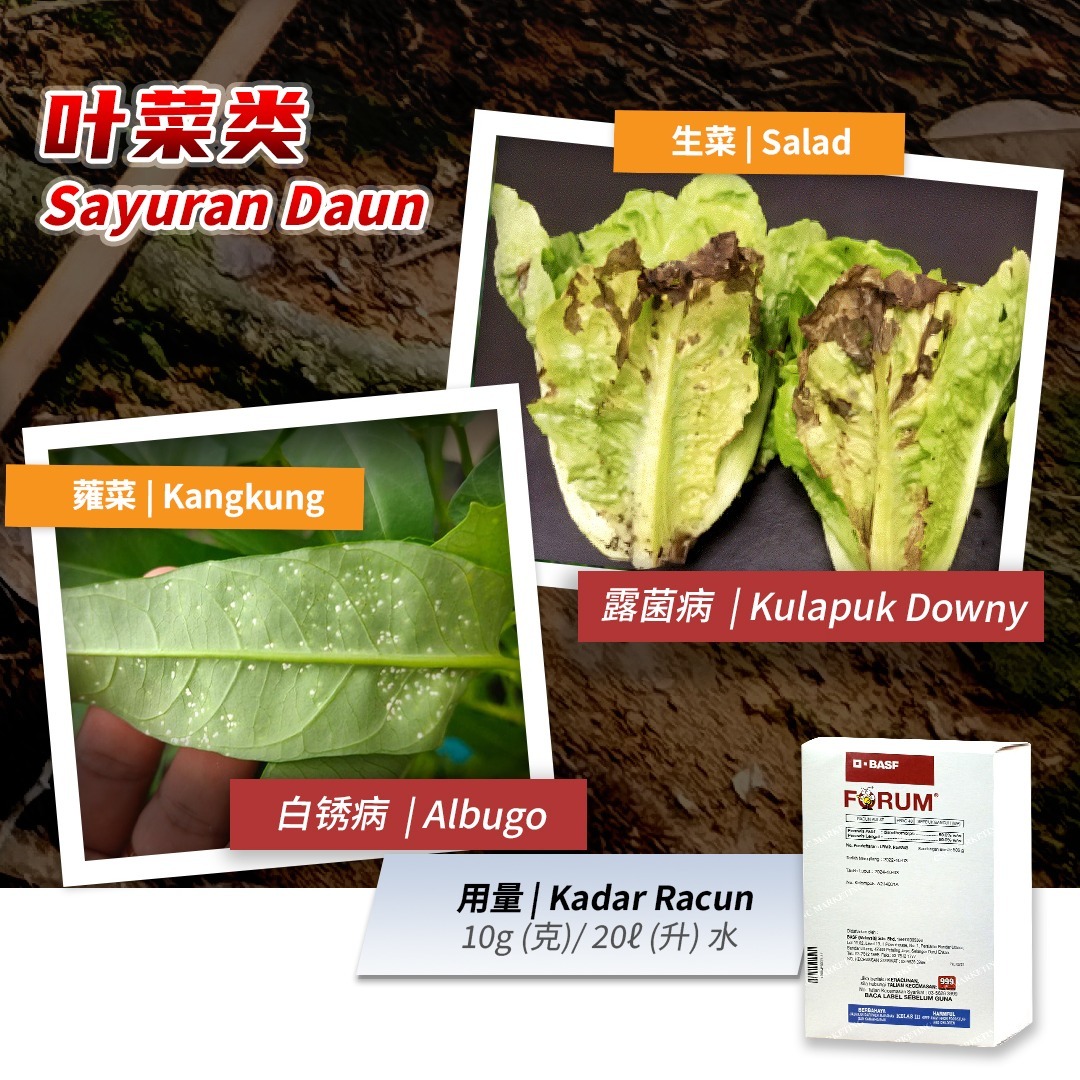 515436415_1173695331438146_5683644497461425471_n