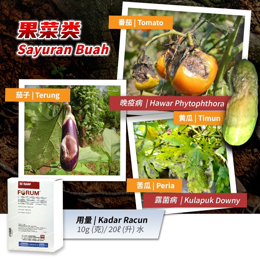 515436378_1173695348104811_3156540099755407215_n