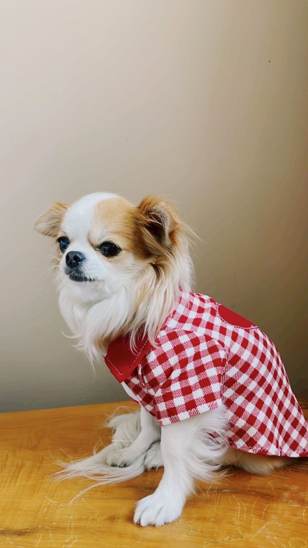 LINE_ALBUM_波利塔實際穿搭_240117_1