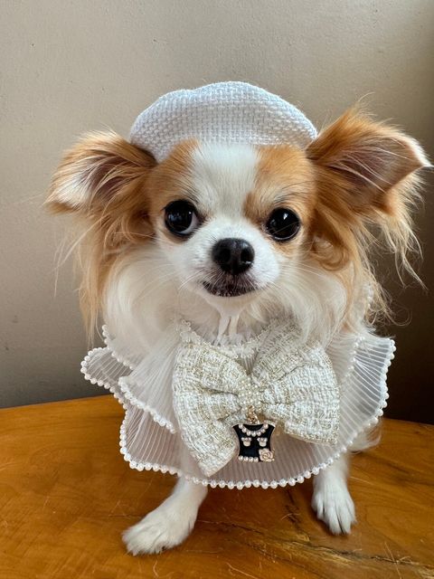 LINE_ALBUM_小香領巾_240627_24