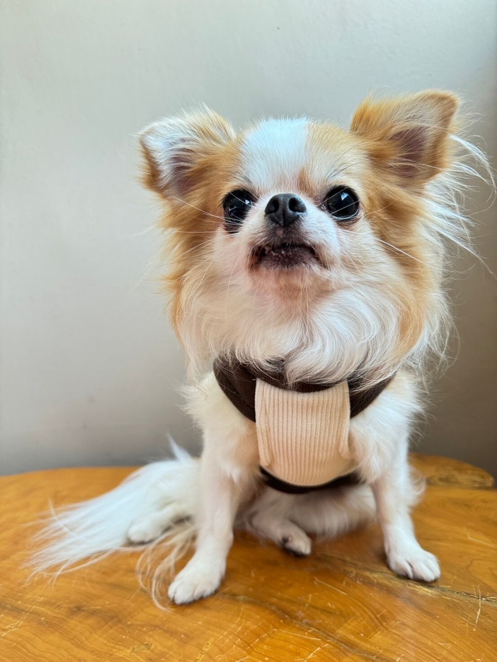 LINE_ALBUM_實穿照_241201_2