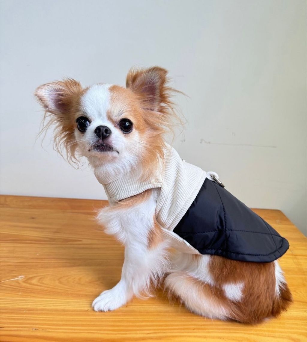 LINE_ALBUM_實穿照_241201_17