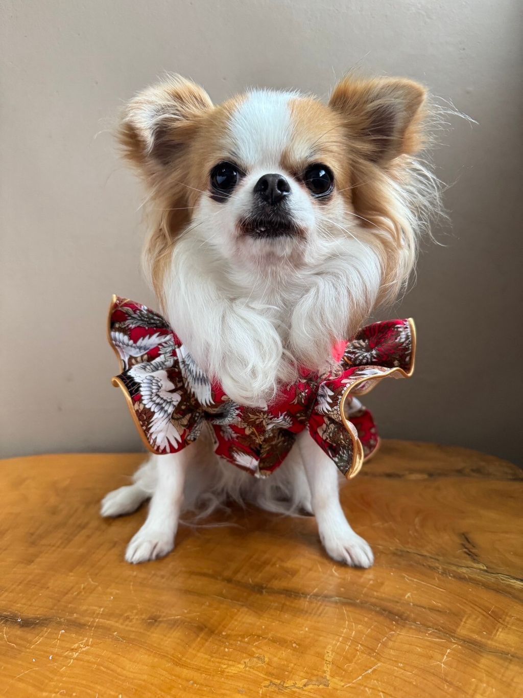 LINE_ALBUM_實穿照_241229_12