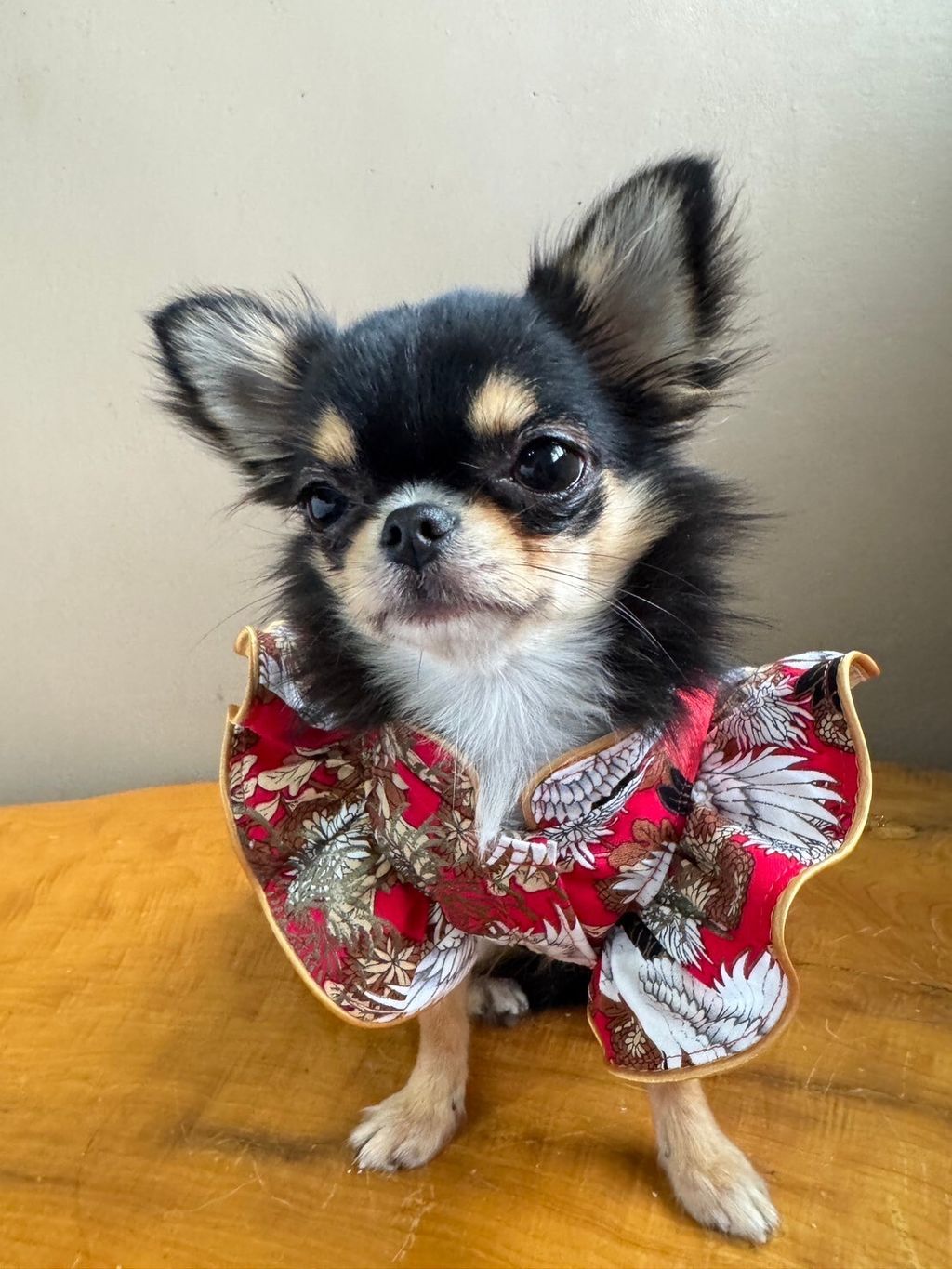 LINE_ALBUM_實穿照_241229_8