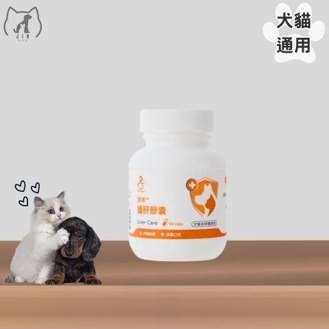 Dingo 護肝