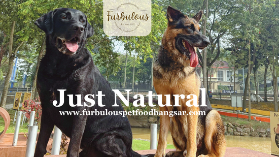  | Furbulous Pet Food Bangsar