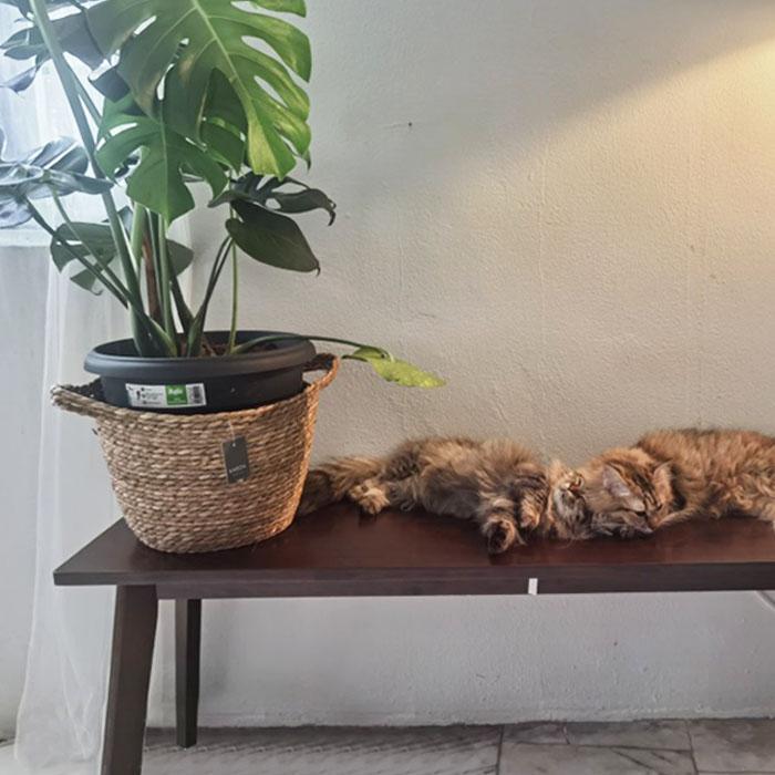 130002e9dcfb4072975d038759e8a982~tplv-aphluv4xwc-origin-jpeg