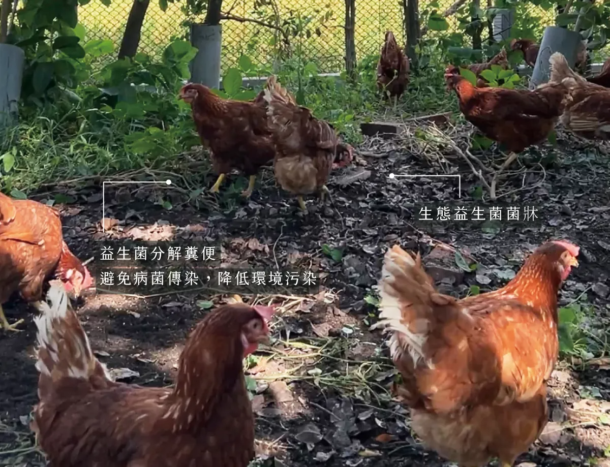 1.放牧蛋-蛋品介紹-4