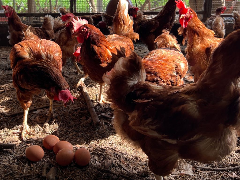 E4D463EA-C438-48D0-8689-E13EEBA77BEF