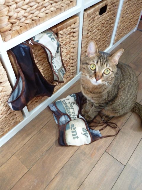 image_5DC526B1-F40E-41C4-BCE0-7C34DA3FF95E_1776005890