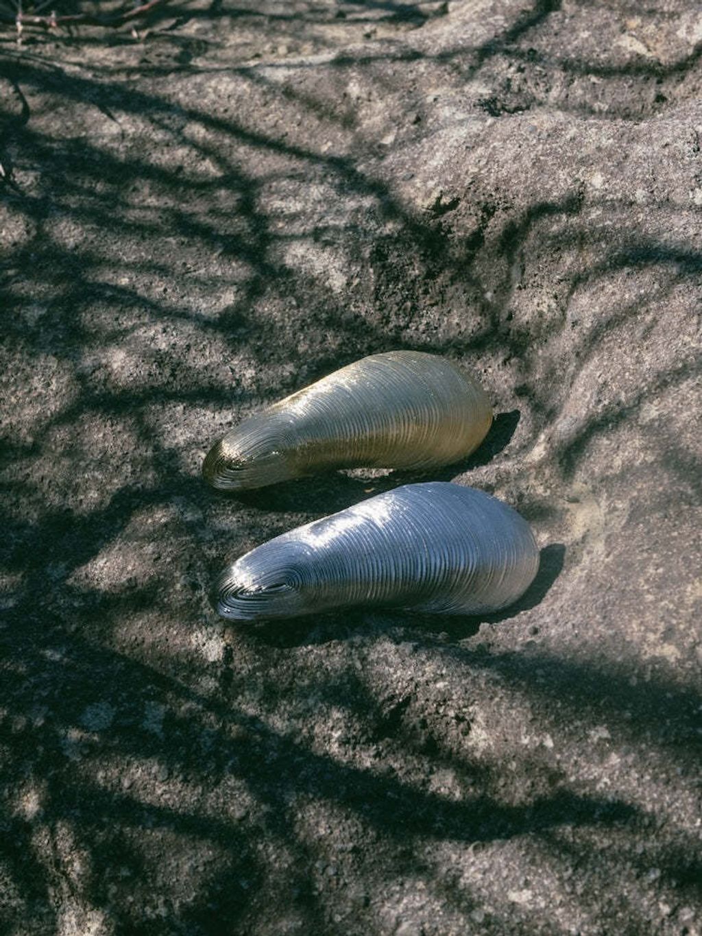 image_97AF4DF3-4401-48EC-82F1-44295635DF57_1743516758