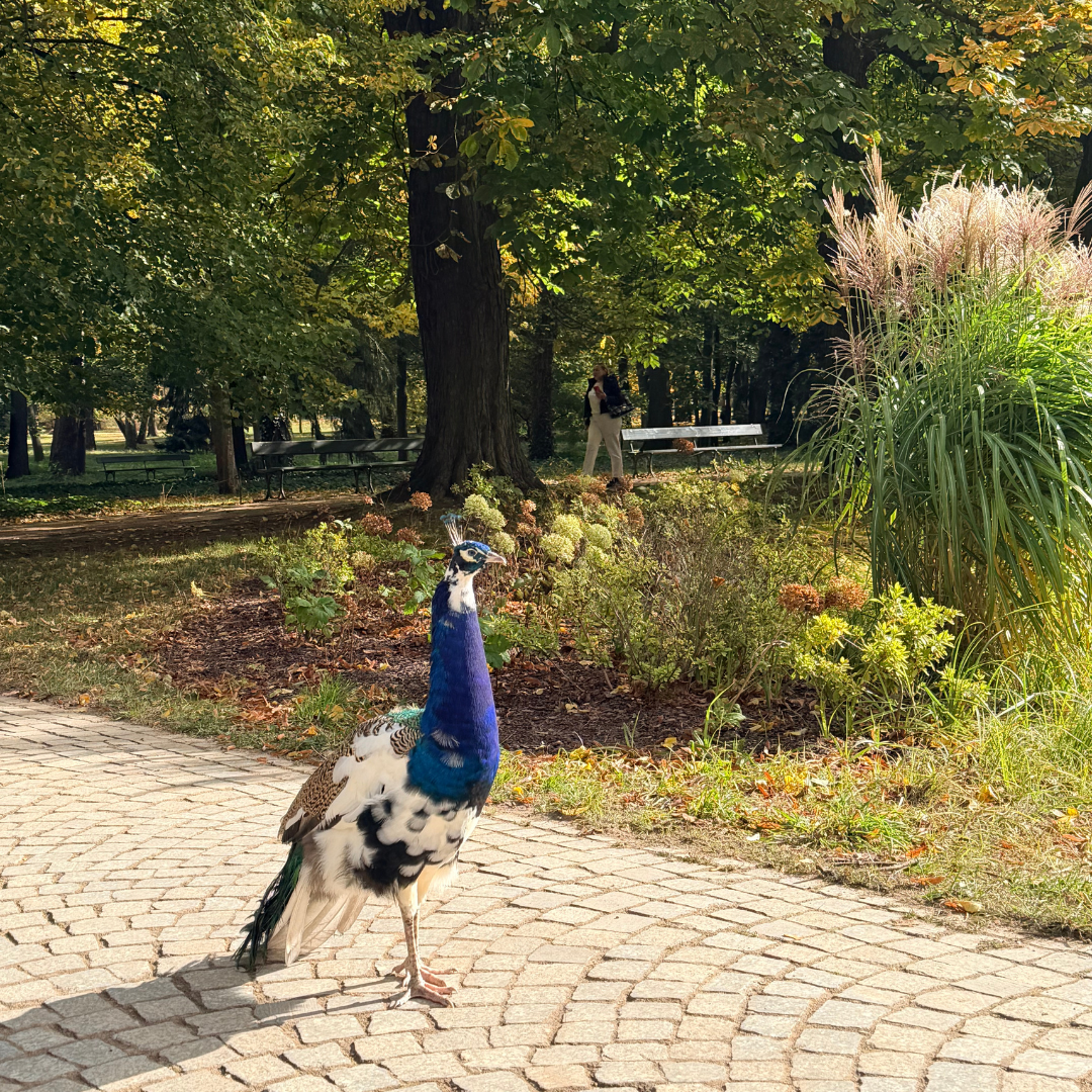 華沙皇家浴場公園3