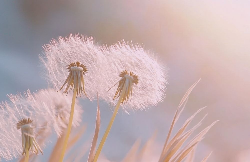 在譚崔中,女人陰性性能量如何慢慢甦醒