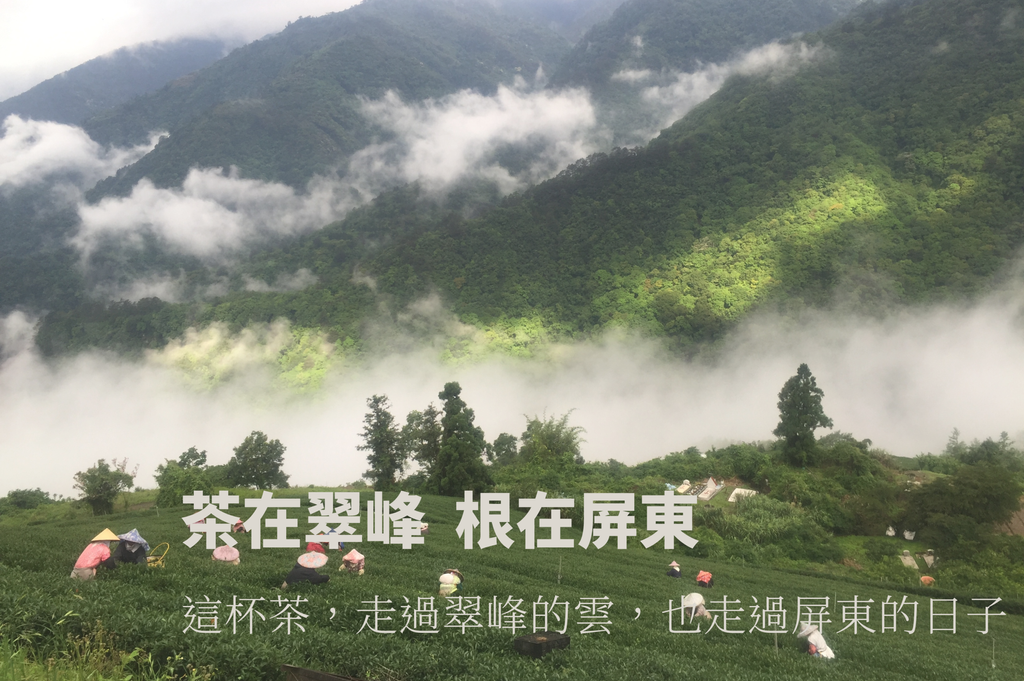 茶在翠峰 根在屏東.png