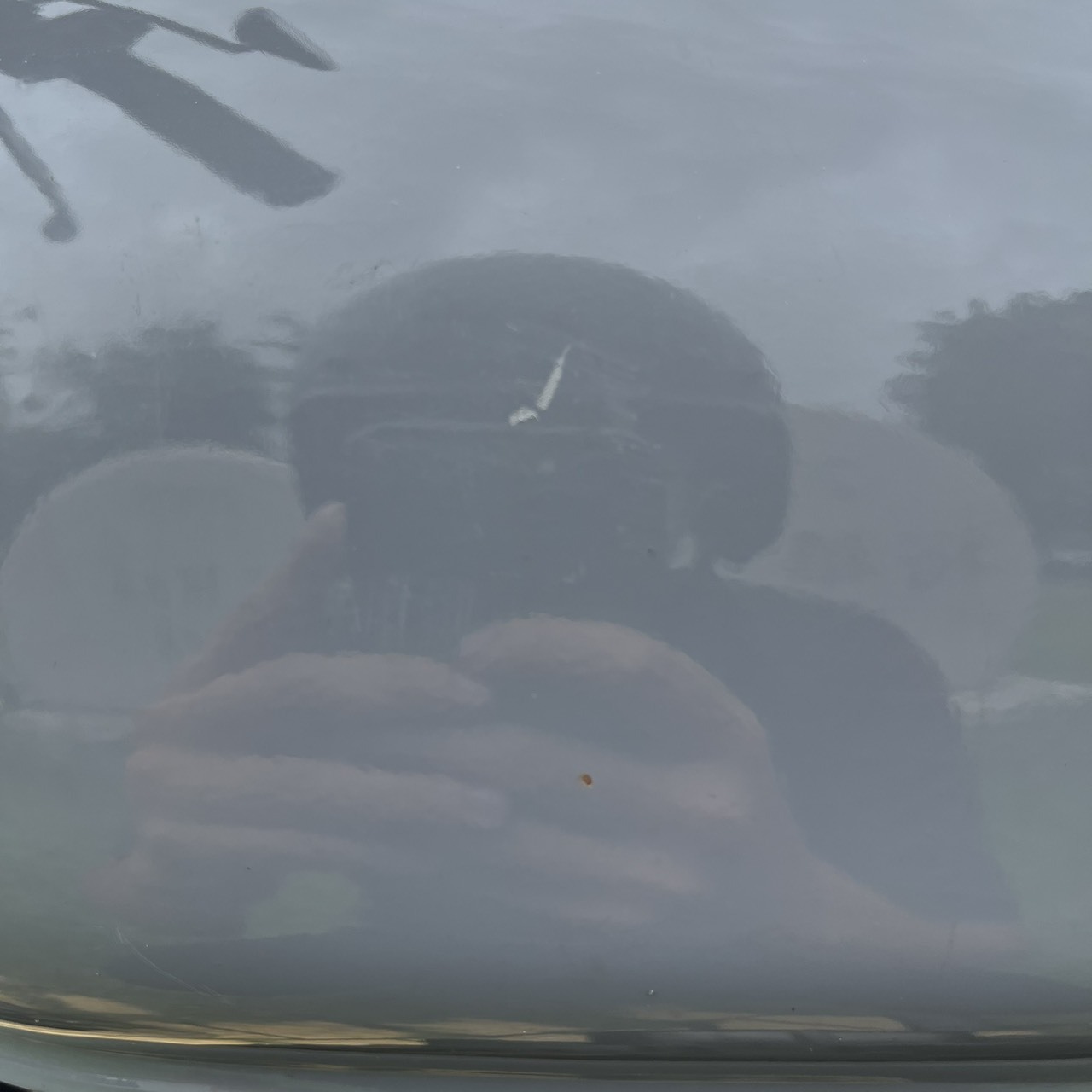 S__241713166_0