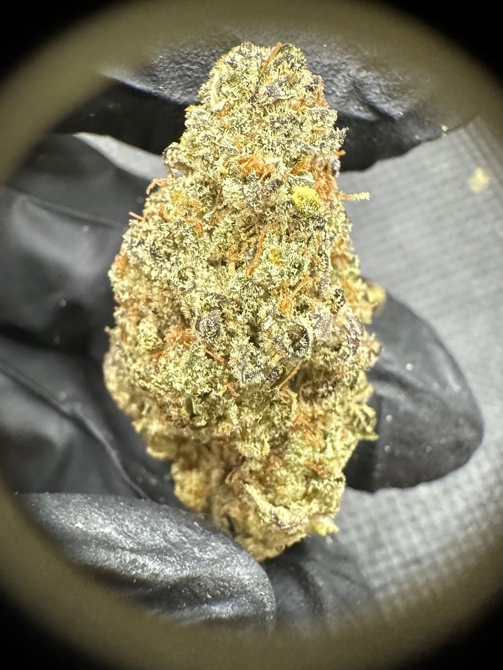 IMG_4892-1704519919093