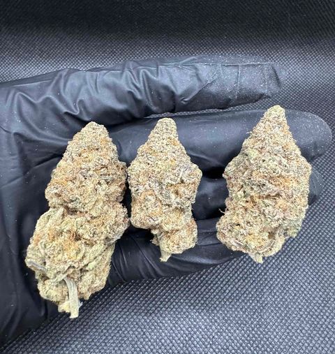 IMG_4915-1704525117540