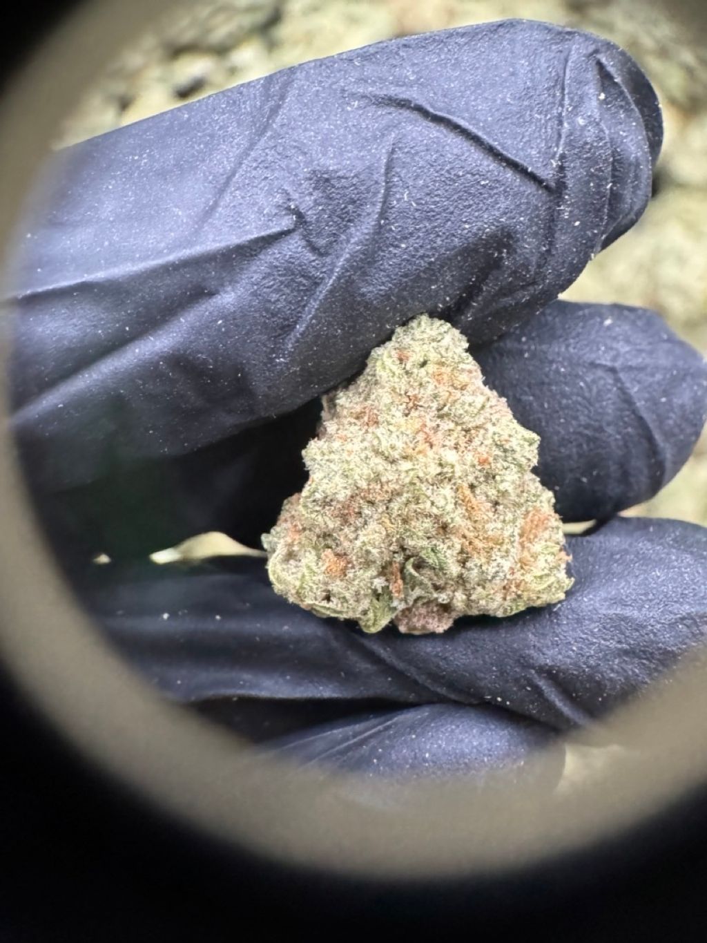 IMG_4919-1704525401793