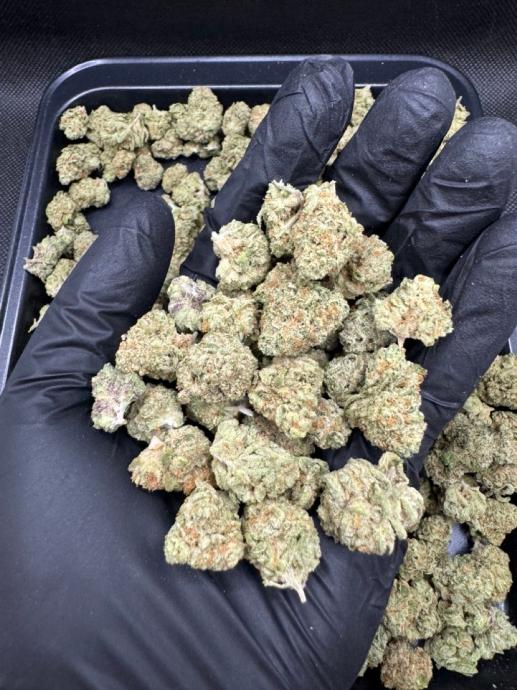 IMG_4921-1704525401822