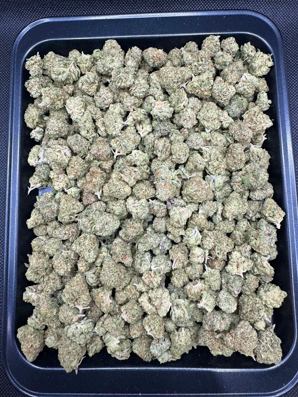 IMG_4922-1704525401841