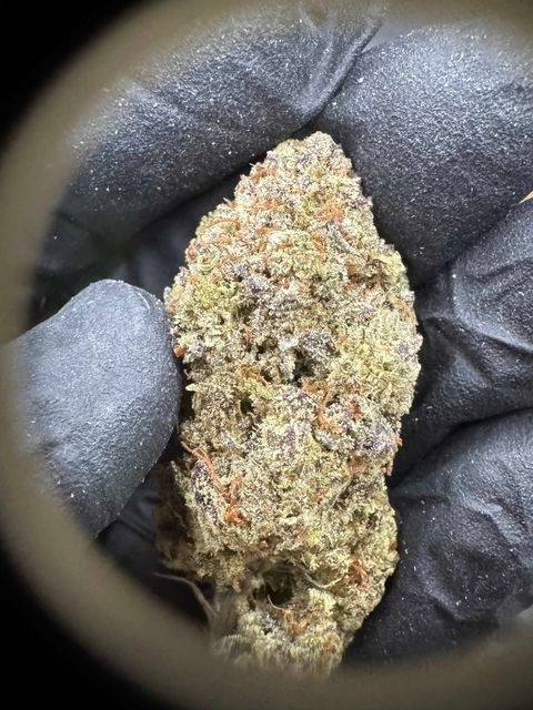 IMG_4924-1704525646265