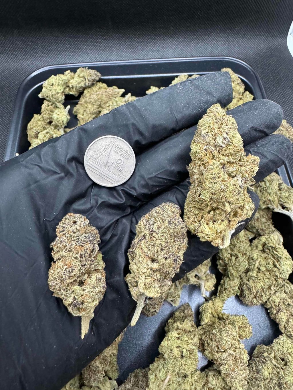 IMG_4925-1704525646251