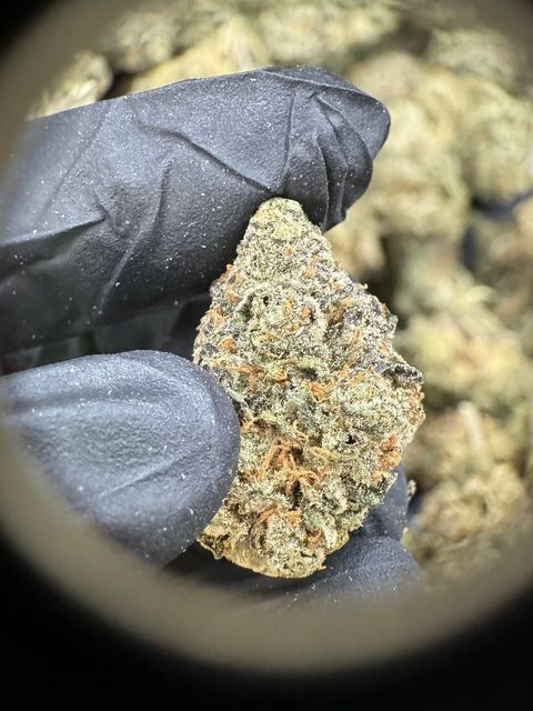 IMG_4933-1704526267688