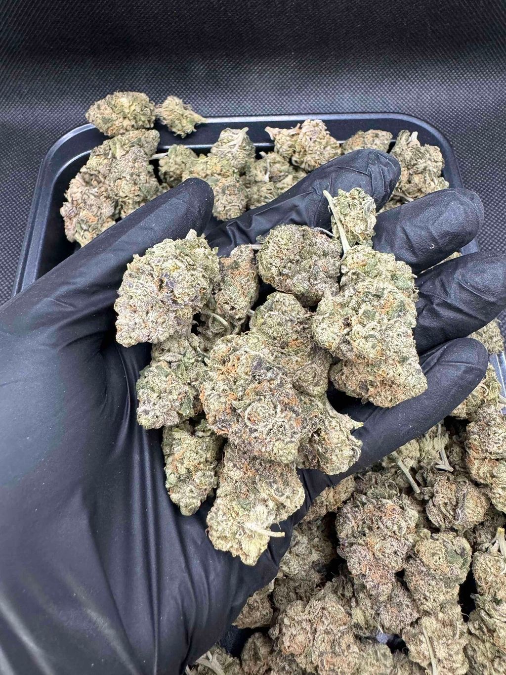 IMG_4935-1704526267714