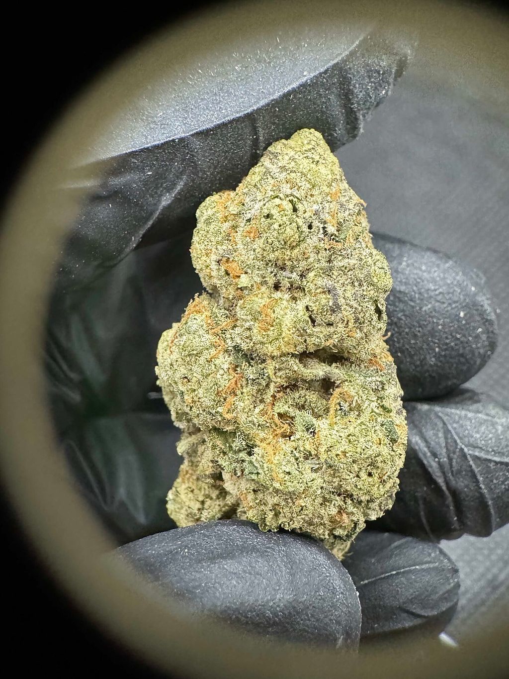 IMG_4938-1704526517735