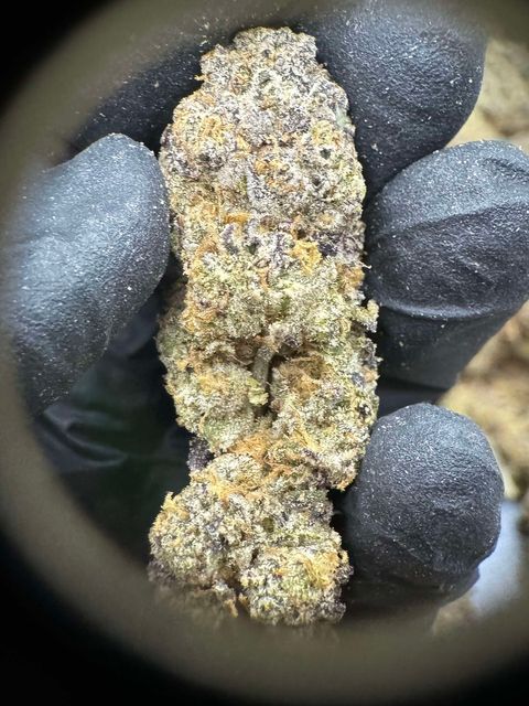 IMG_4942-1704526860793