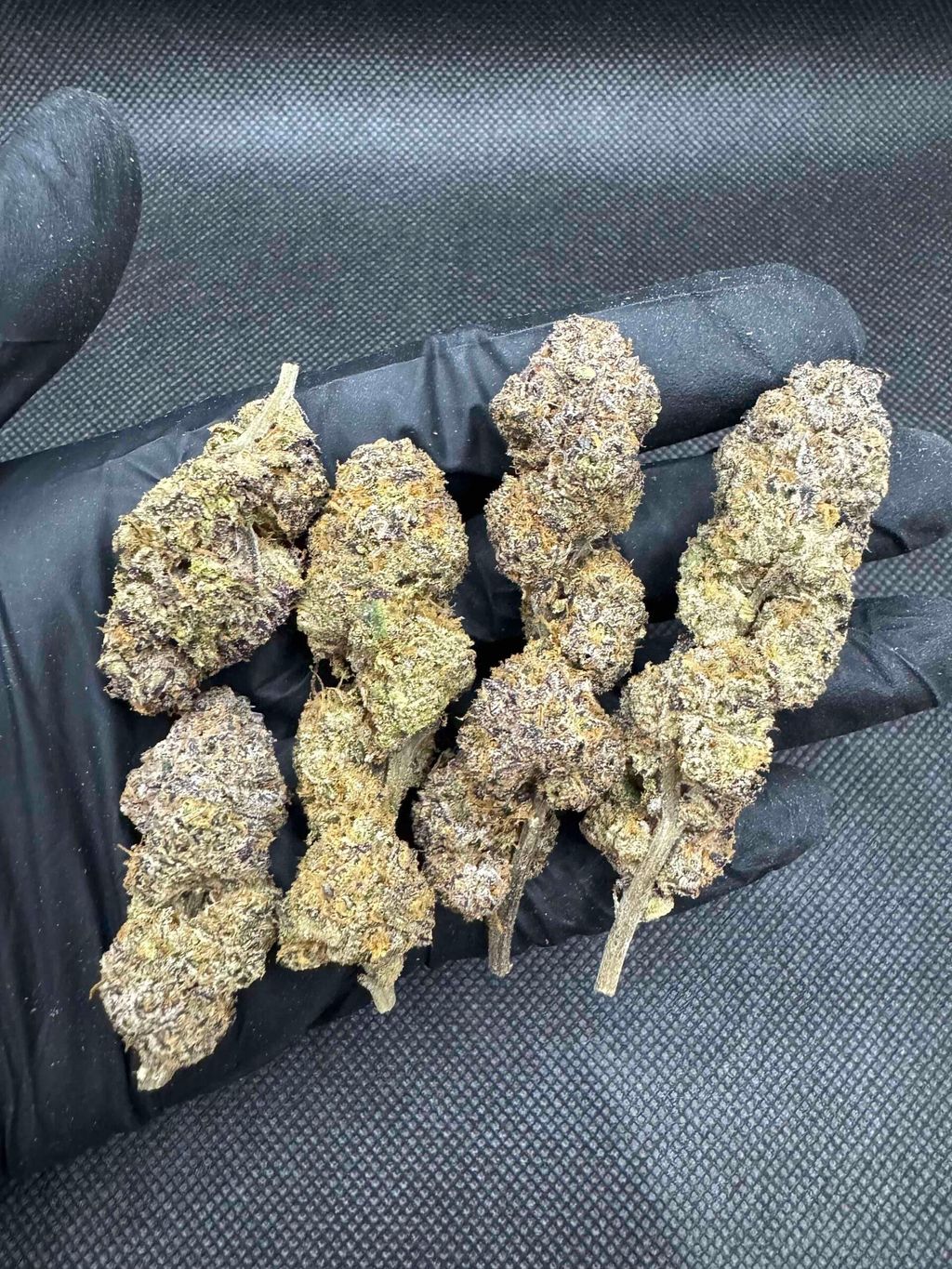 IMG_4943-1704526860779