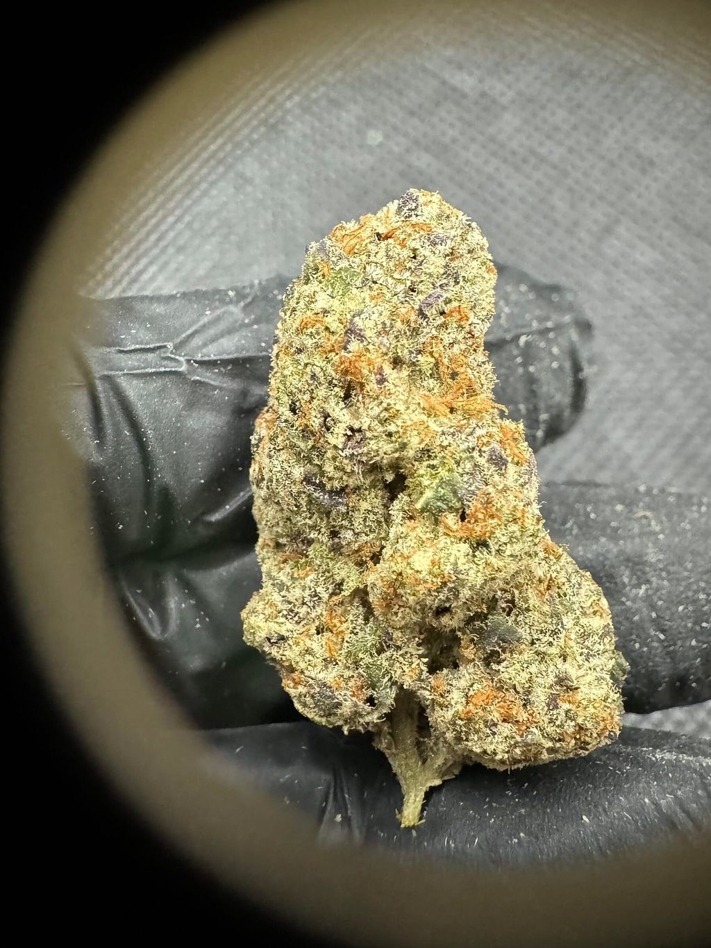 IMG_4951-1704527528685