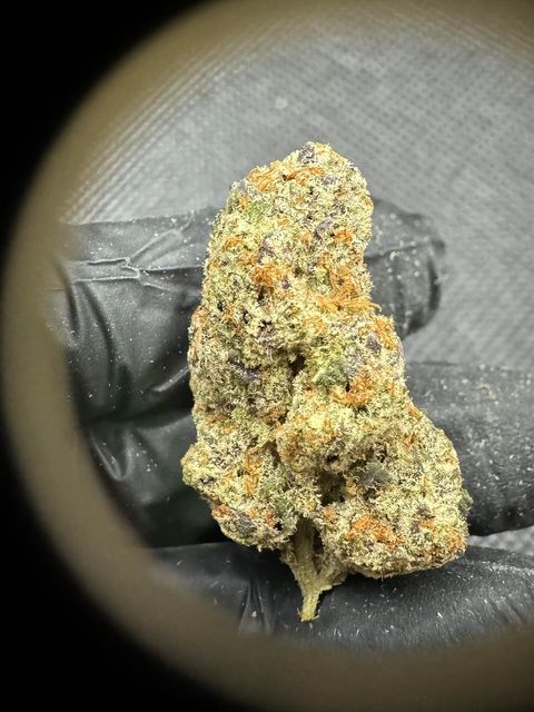 IMG_4951-1704527528685